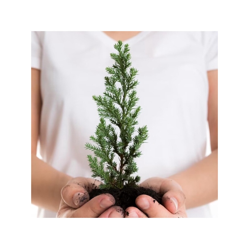 Christmas tree growing kit, seeds