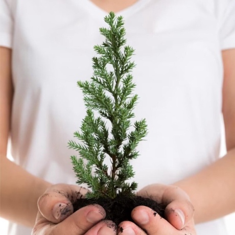 Christmas tree growing kit, seeds