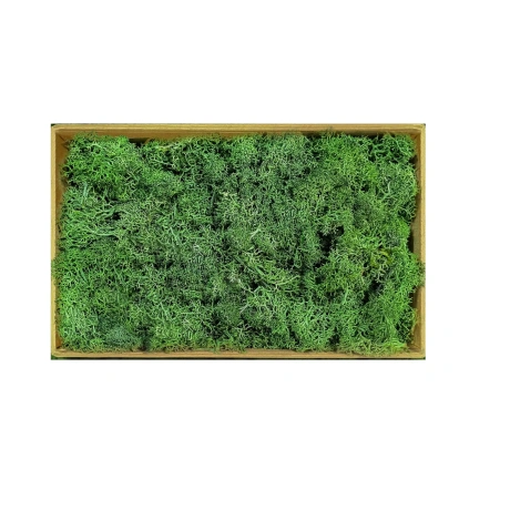 ZUZGO Decorative Moss