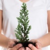 Christmas tree growing kit, seeds